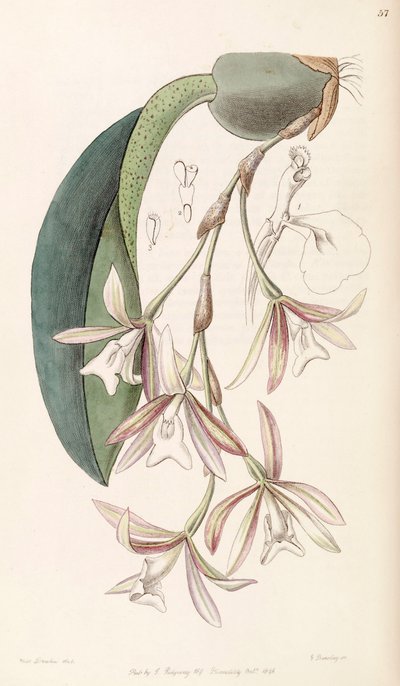 Trichopilia Laxa (as syn. Pilumna Laxa) by Miss Drake